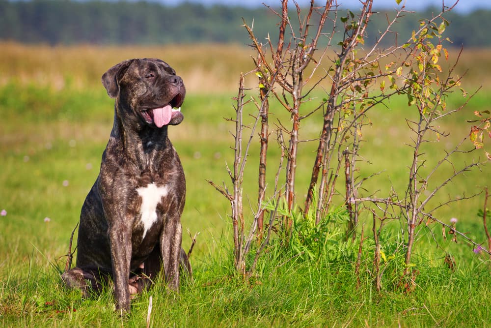 Bull mastiff