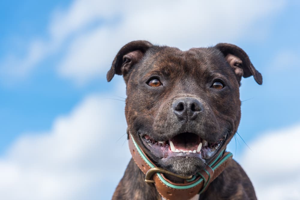Brindle bulldog smiling