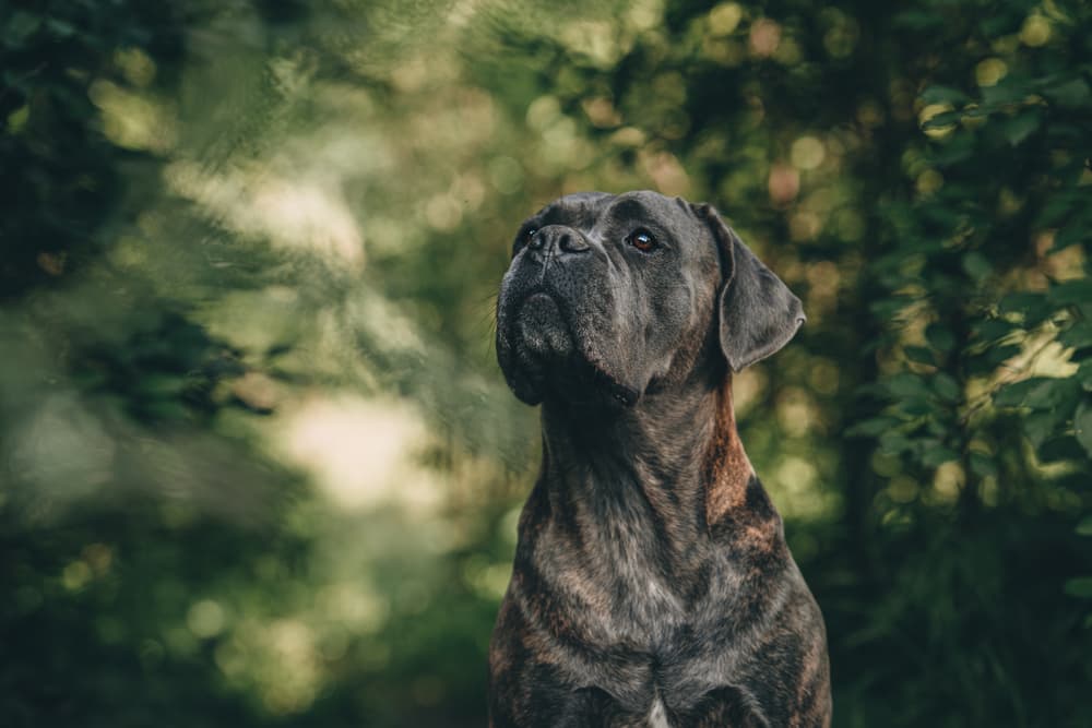 Brindle cane corso