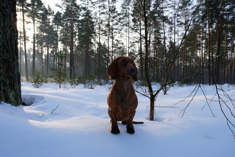 Brindle dachshund in woods in winter
