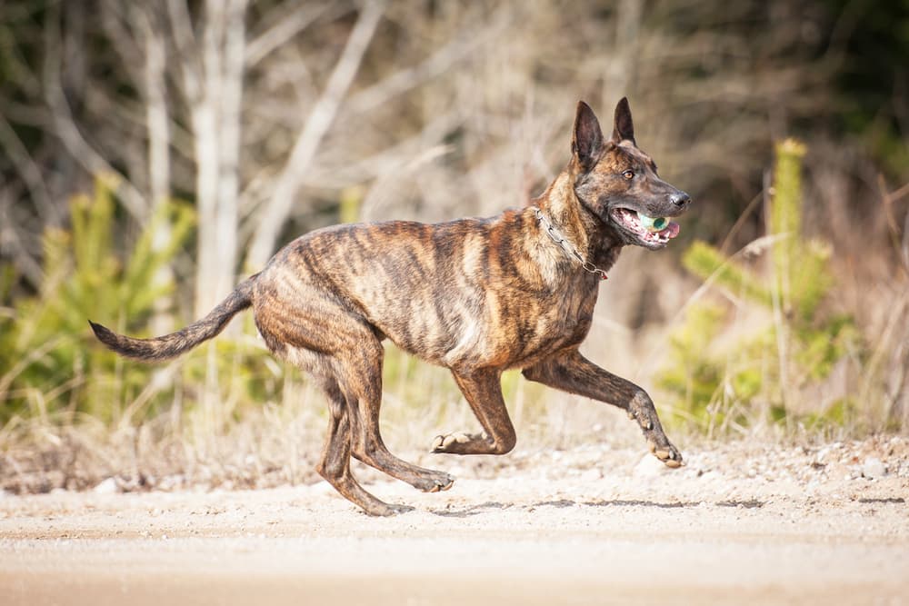 Brindle Dutch Sheperd