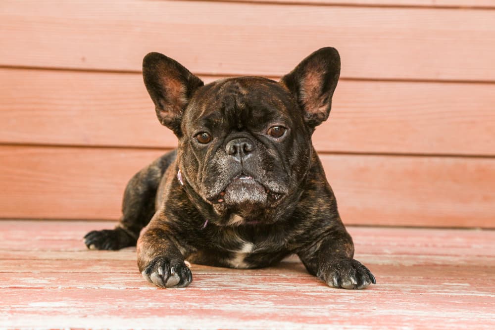 French Bulldog brindle