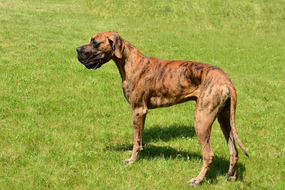 Great Dane