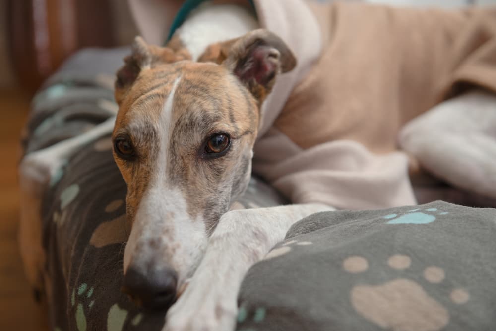 Greyhound