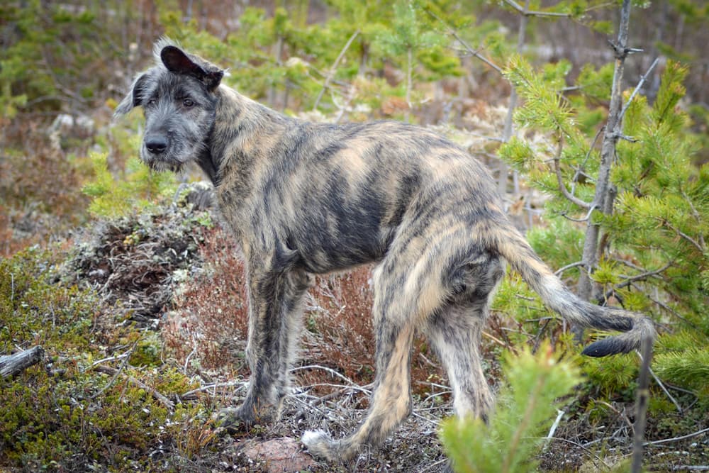 Brindle Irish Wolfhound
