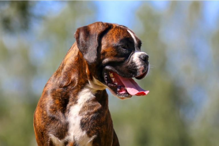 Brindle puppy