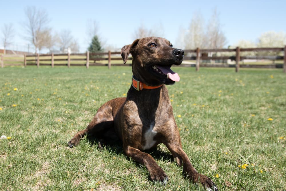 Brindle plott hound
