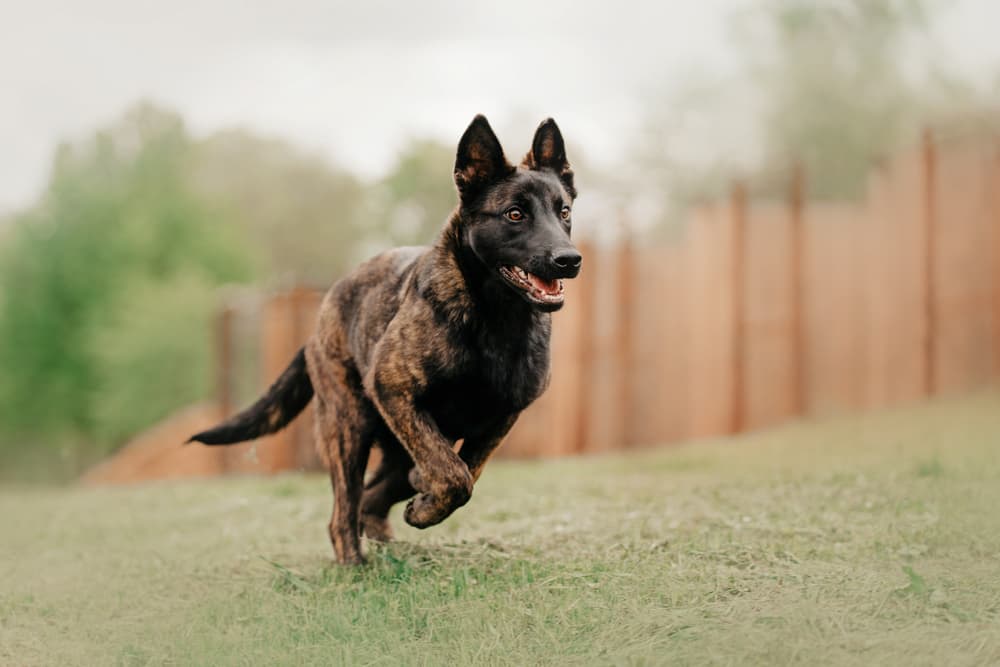 Dog running field
