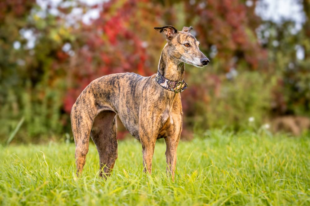 Whippet dog breed brindle