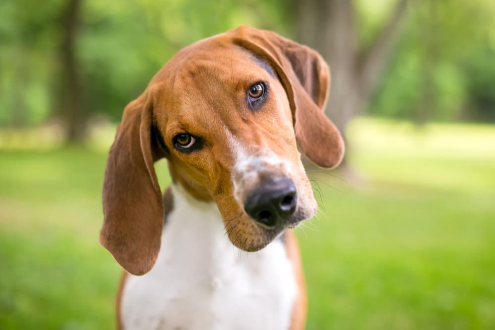 Can Dogs Eat Tofu?