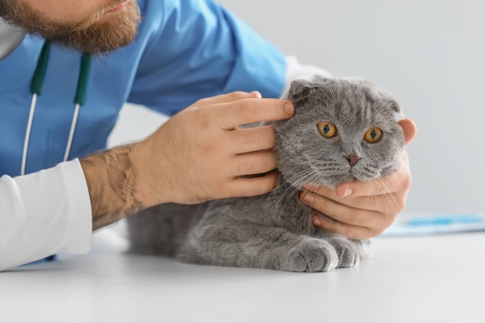 Cat visits the vet