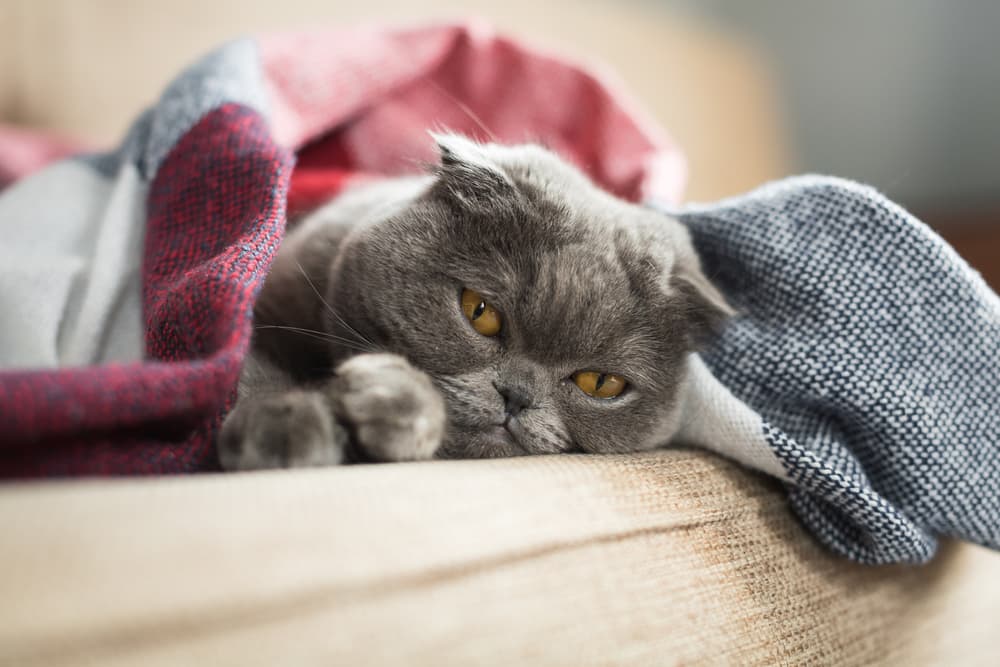 Cat snuggled in blanket