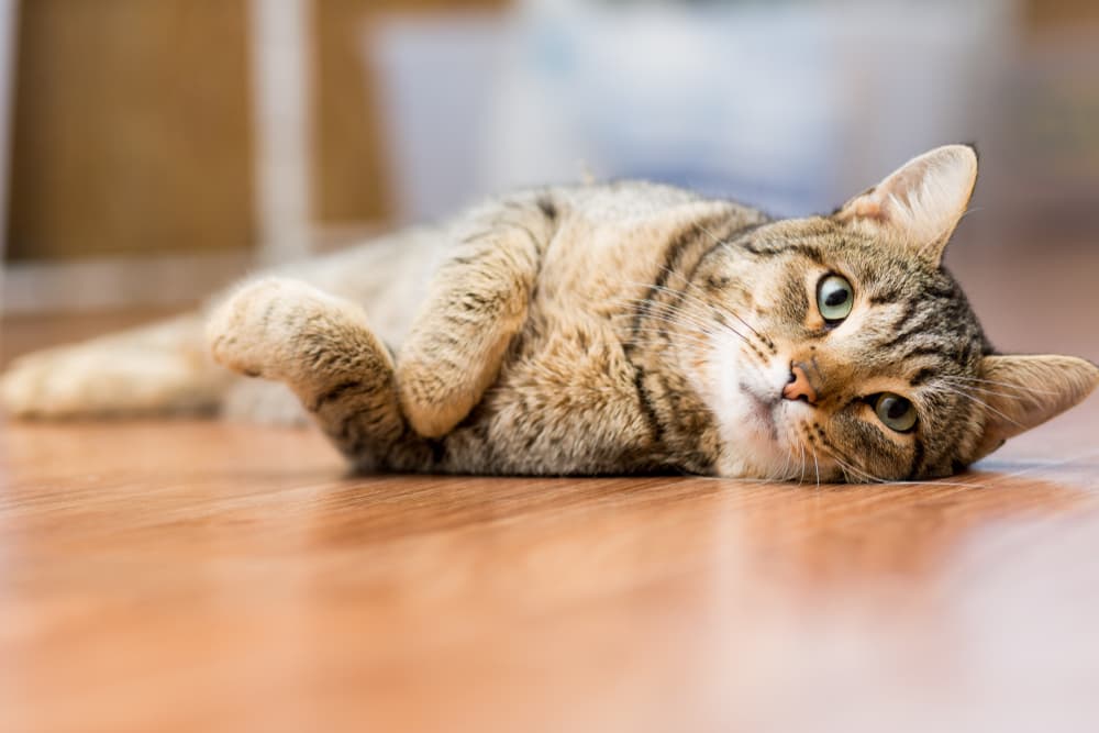 Cat laying on floor of house