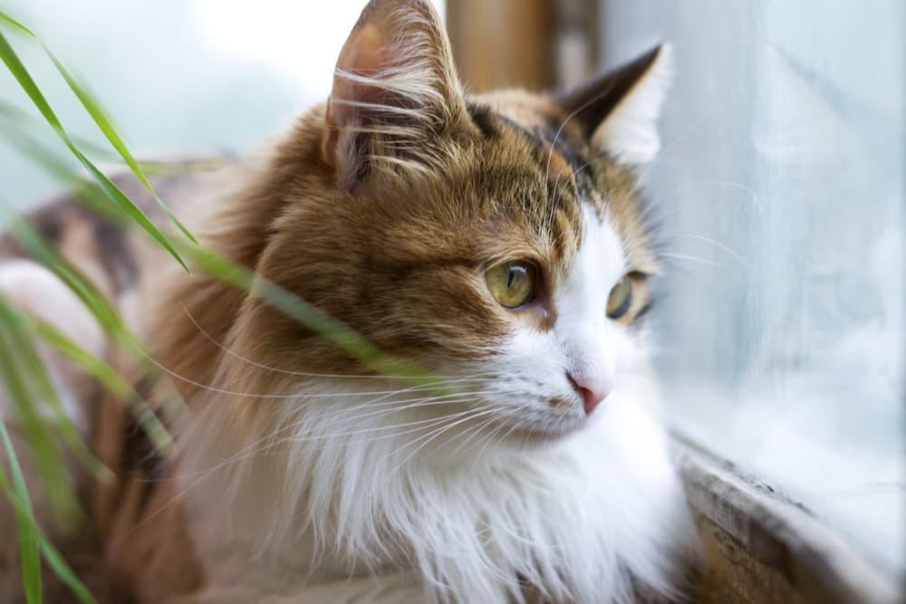 Cat Sadness: Causes, Symptoms and How to Help