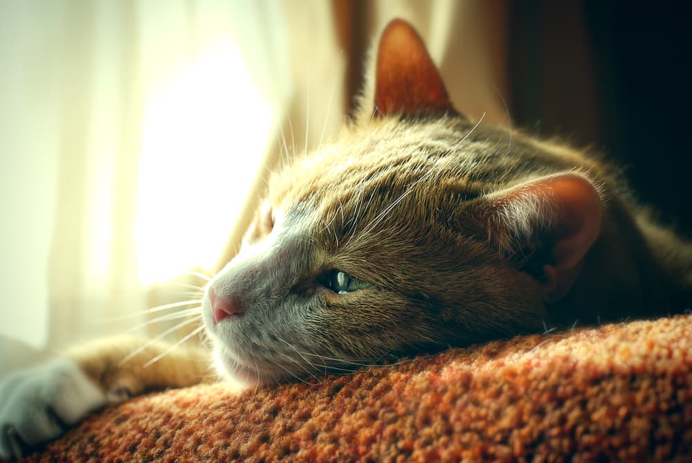 Cat looking out window