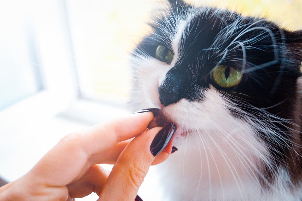 Cat taking a pill