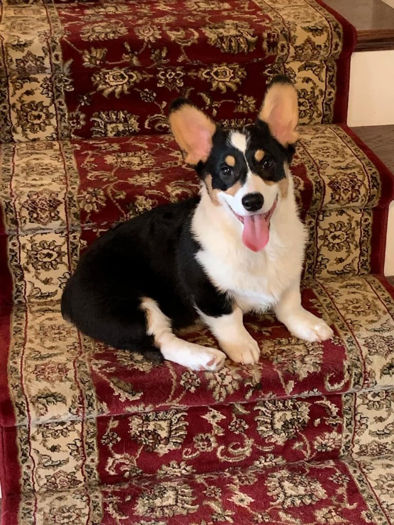 Corgi dog of Carleen Coulter