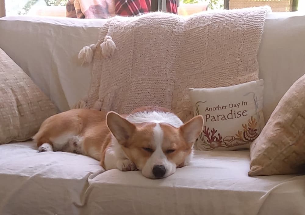 Corgi dog of Carleen Coulter