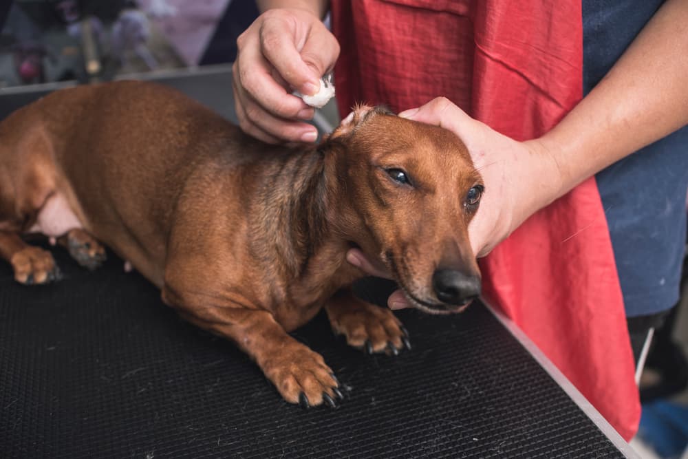 Cleaning dog ears