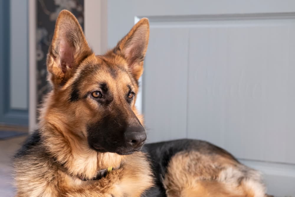 Dog with big ears laying on the ground