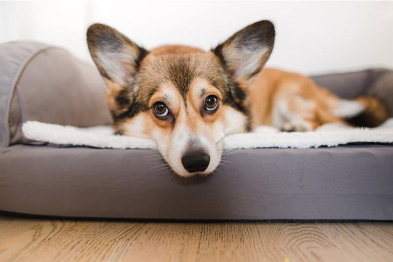 Dog with big ears looking at camera