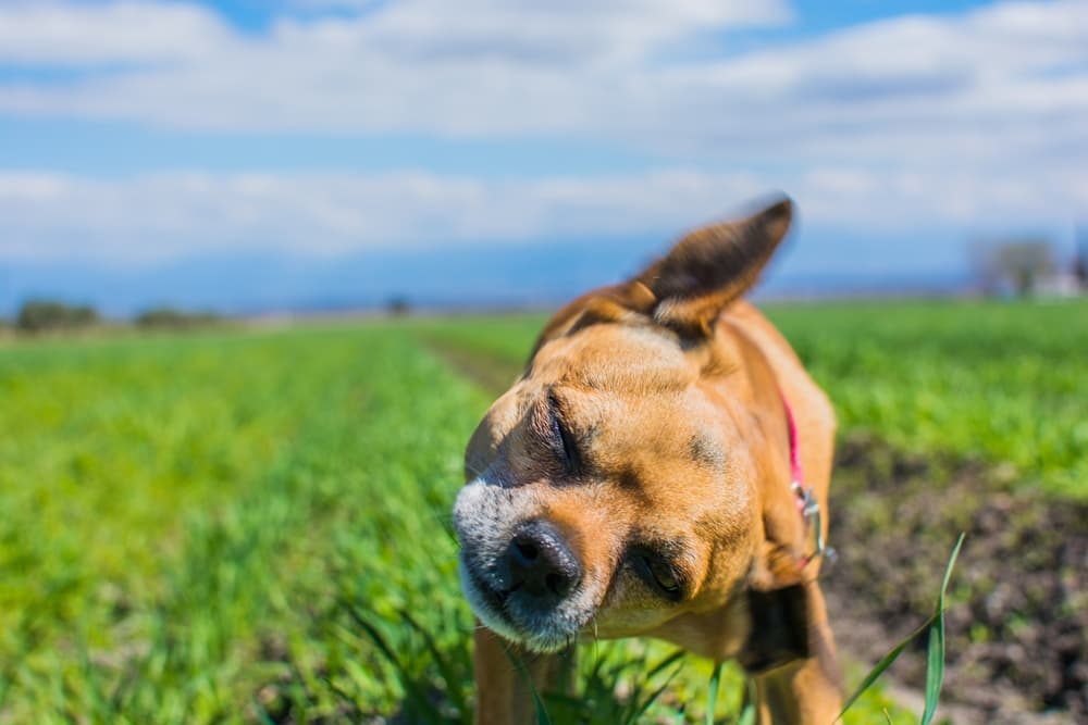 Dog shaking head might have ear mites