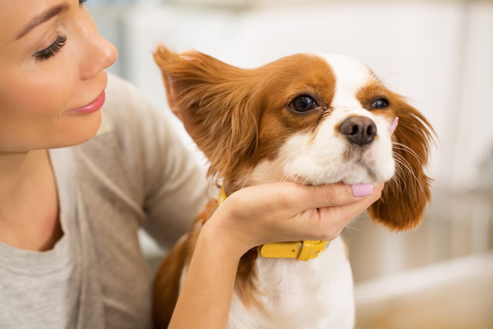 Lady cleaning dog ears