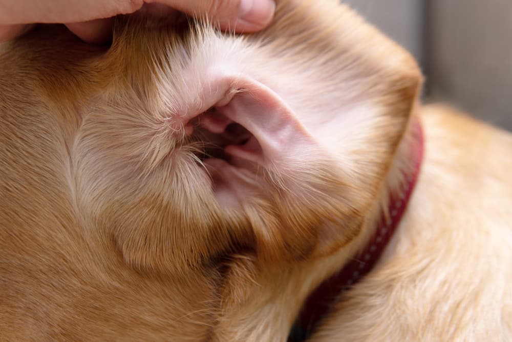 Close up of dog ear
