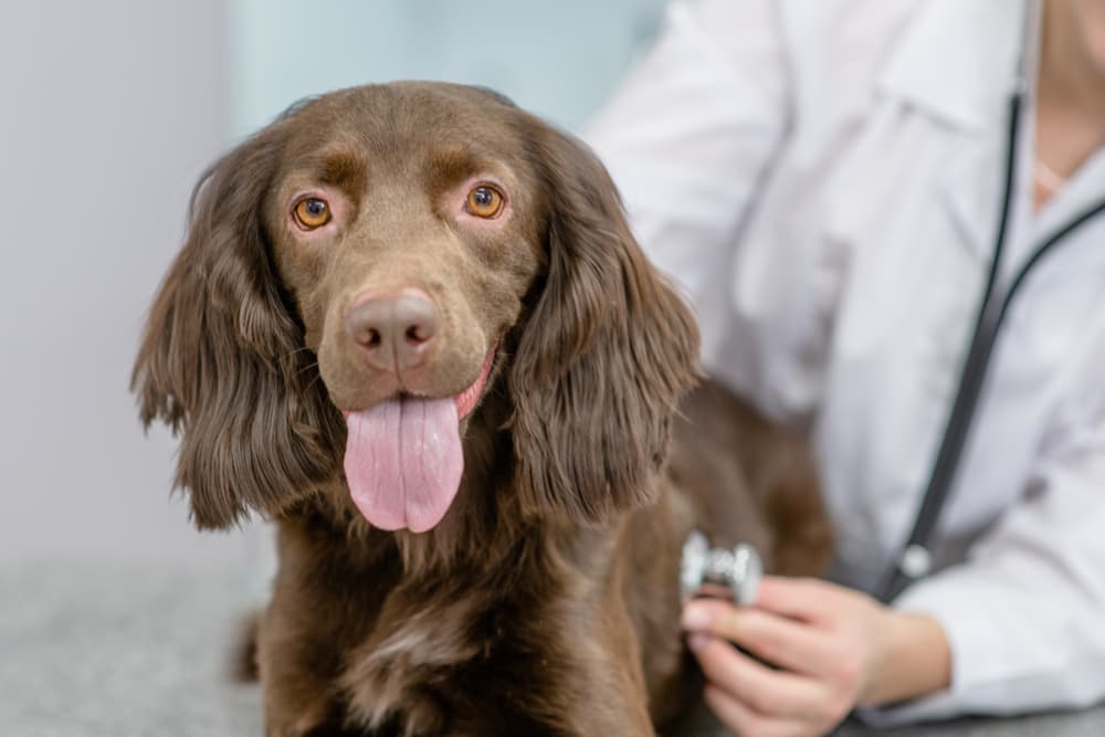 Dog at the vet
