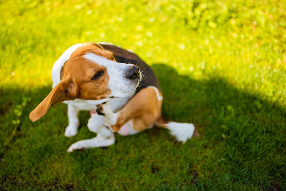 Dog scratching face