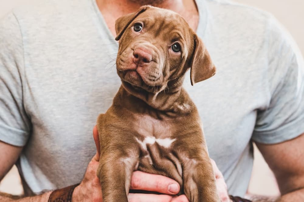 Man holding puppy