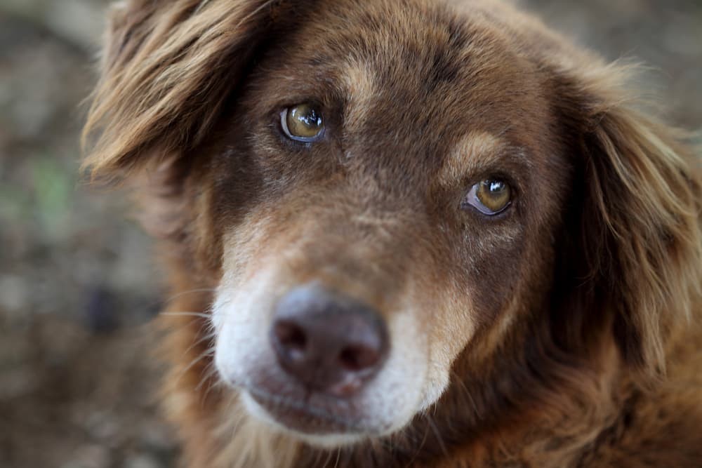 Dog looking sad at camera