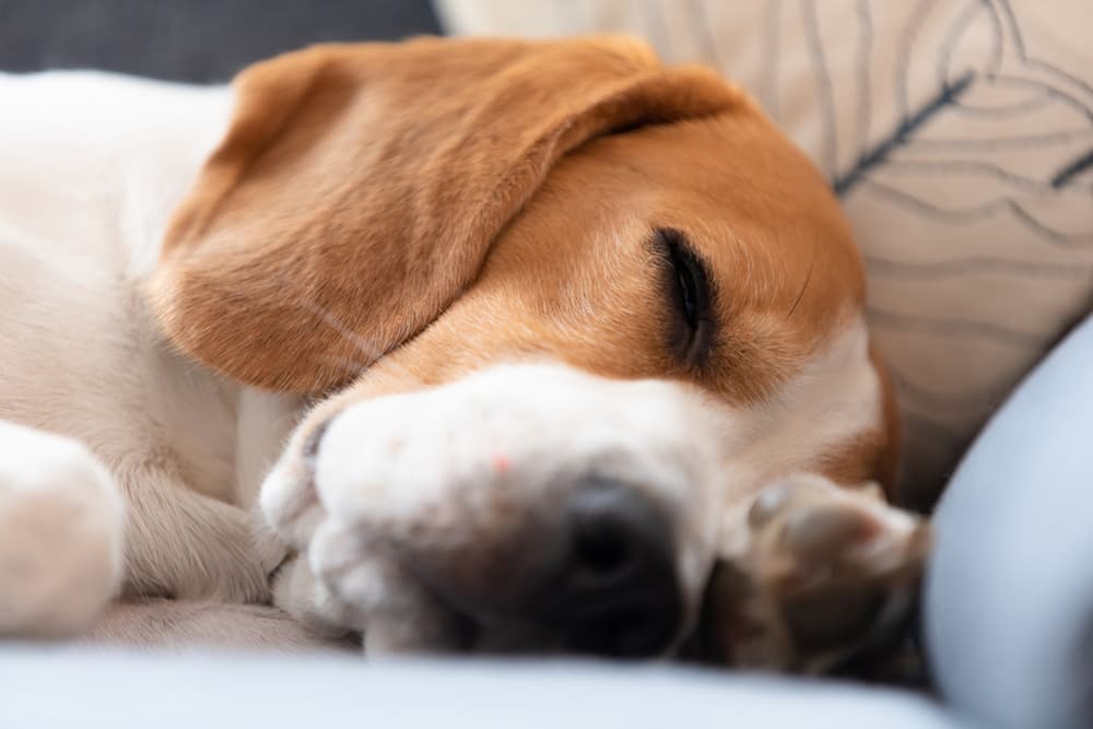 Beagle dog sleeping on couch