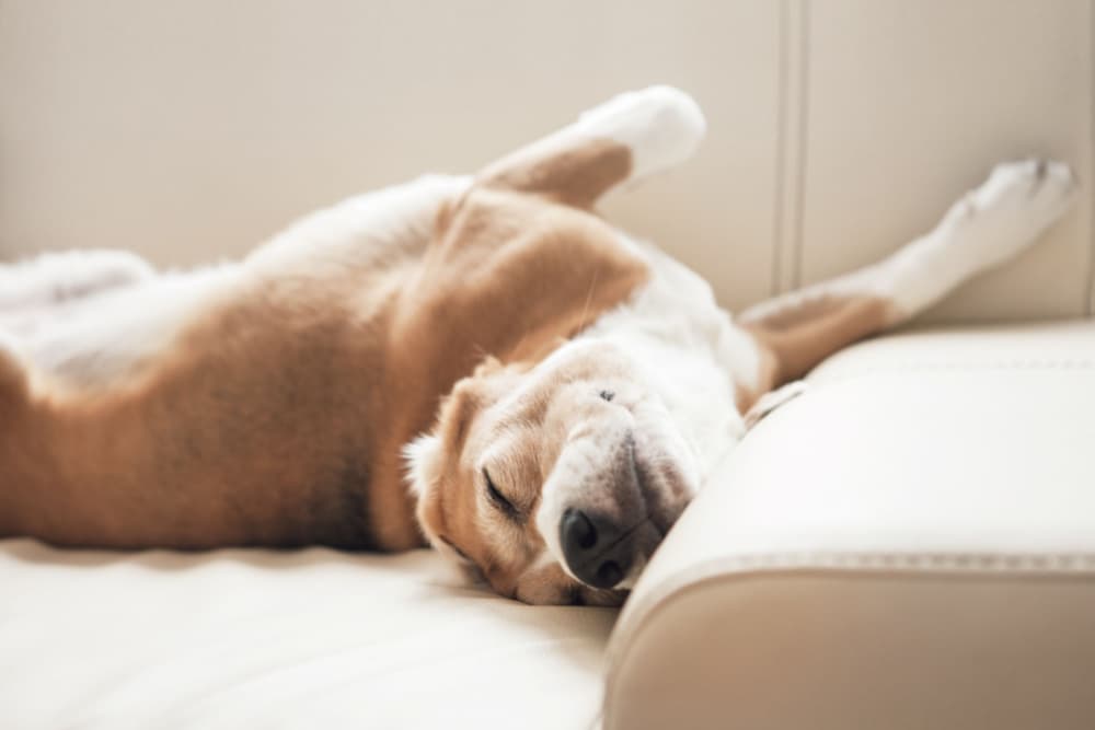 Dog Snoring: Is it Normal?