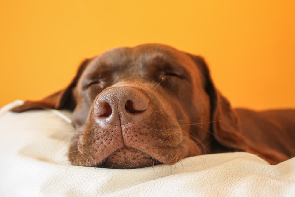 Close up of dog nose snoring