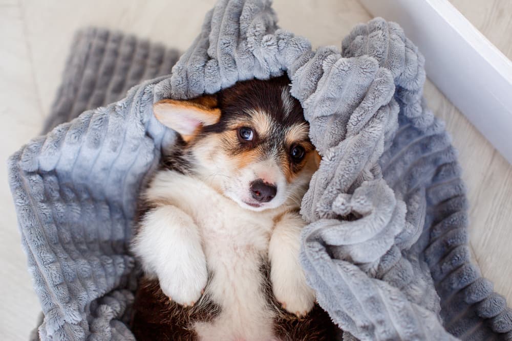Sweet dog snuggled in a blanket