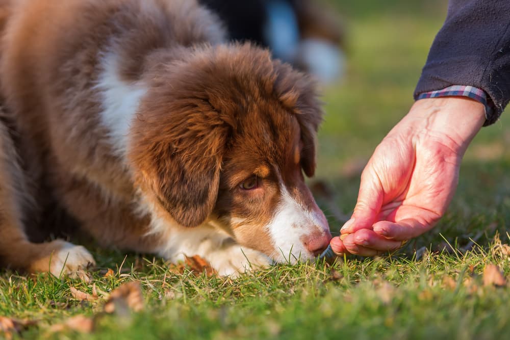 Dog getting a high value treat with a dramamine in it