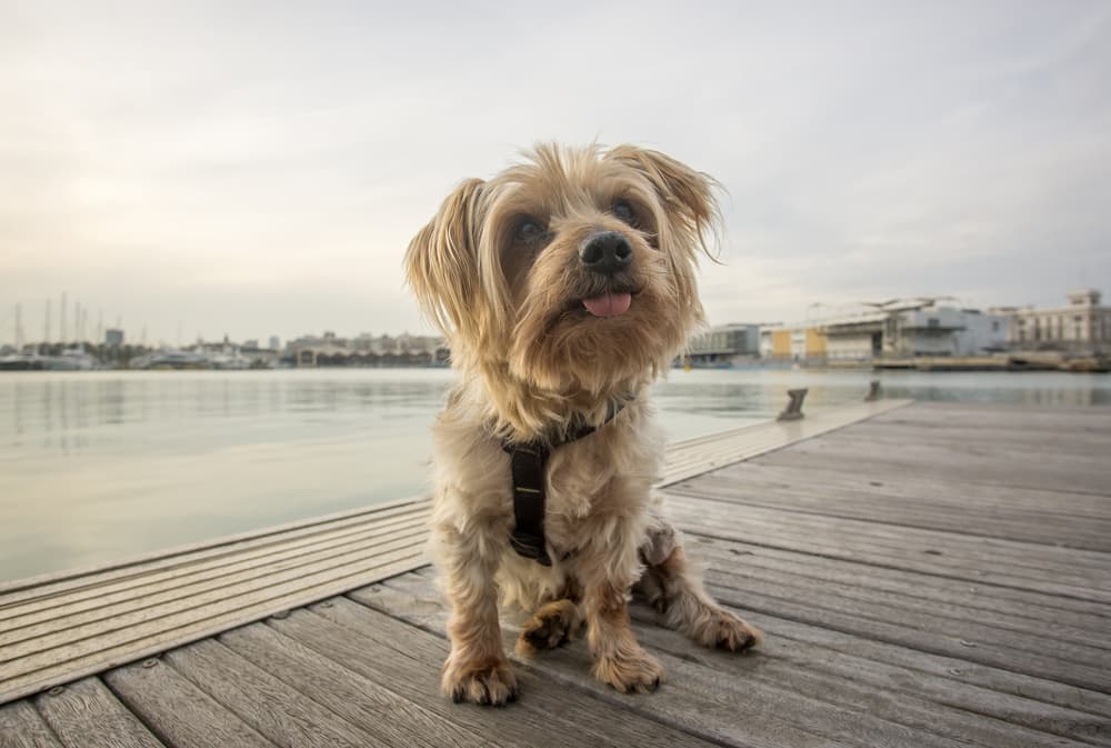 Dog head tilted by the water