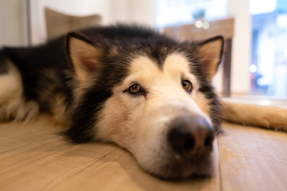 Dramamine for Dogs: Is It Safe?