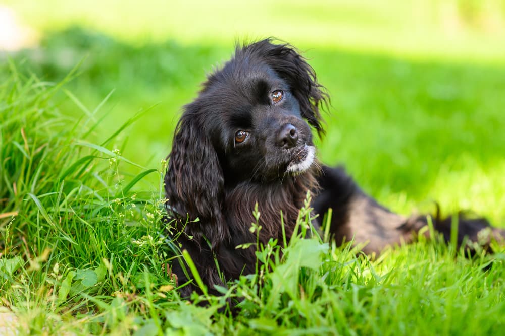 Dog head tilt outside