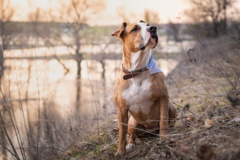 Dog near wooded river