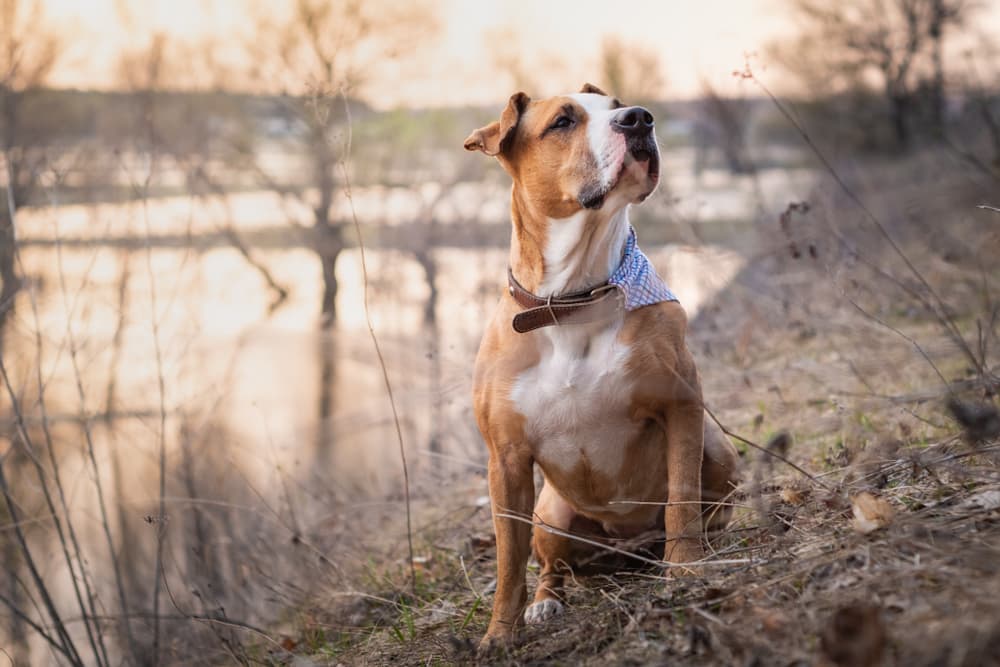 Blastomycosis in Dogs