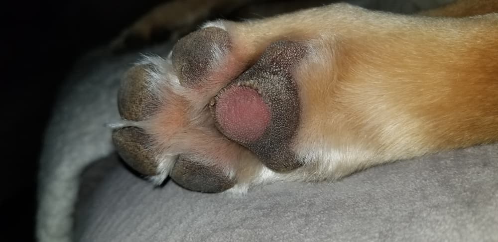 photo of minor burned dog paw