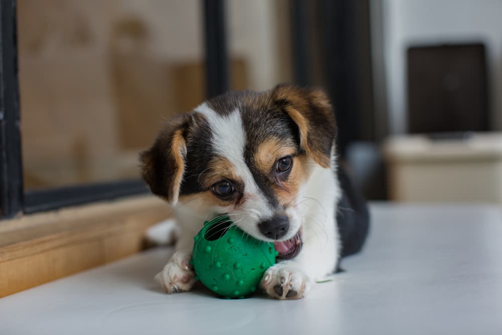 40 Corgi Mix Dog Breeds You Can’t Help But Love 40 Corgi Mix Dog Breeds You Can’t Help But Love