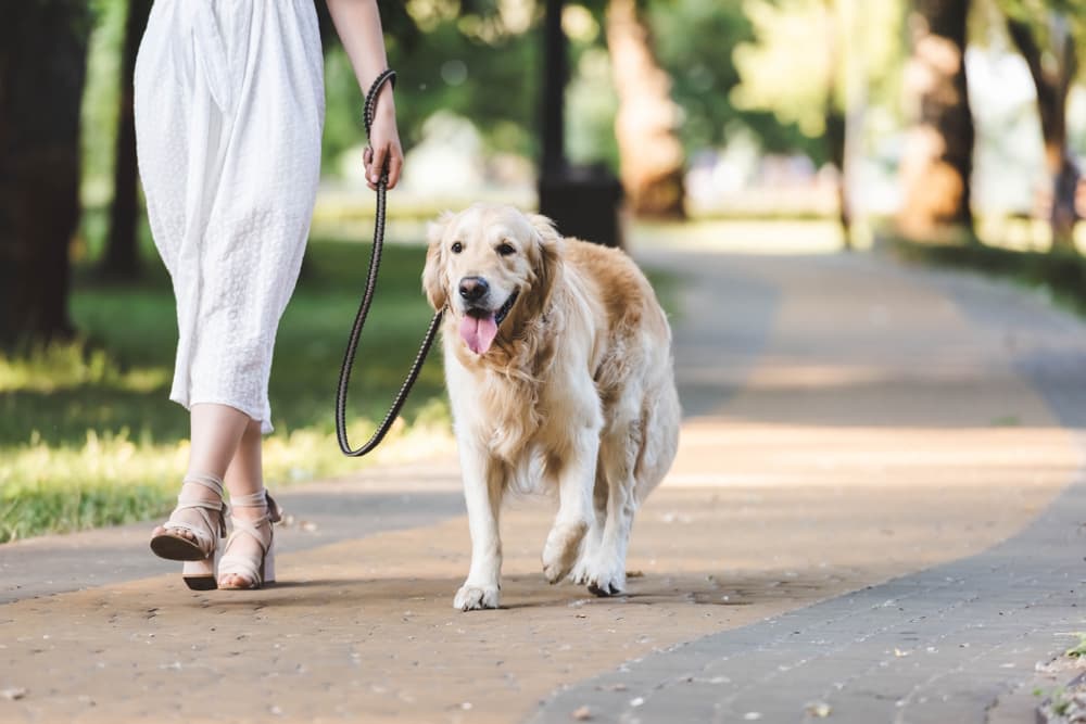 woman walking dog in summer