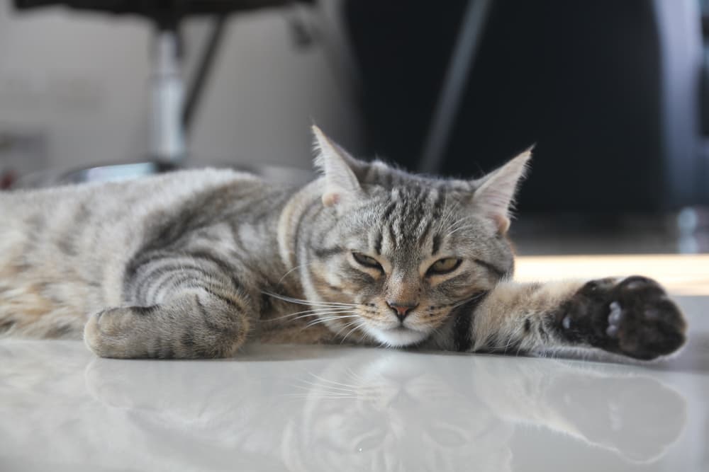 hot cat on tile floor