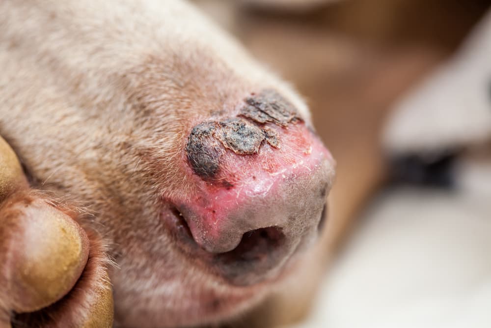 Sunburned dog nose