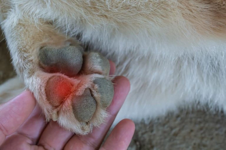 burn on dog paw