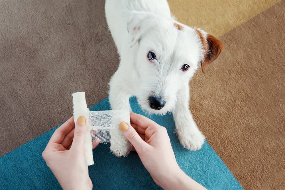 dog pawn burn treatment