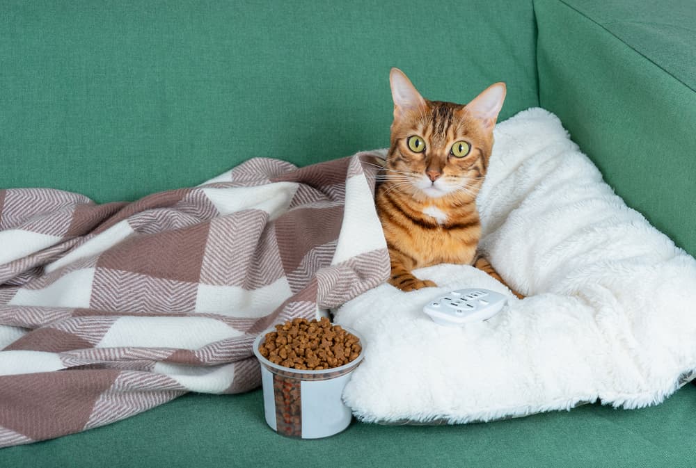 Cat watching Disney movie